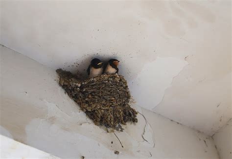 燕子的窝 麻雀築巢原因